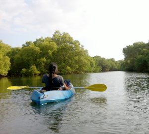 boating in goa mangrove boating and birdwatching chorao island goa